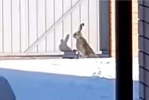 «Замуровали, демоны!»: Эффектный побег зайца с участка