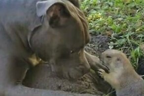 Луговая собачка не оценила любопытство пса и атаковала его