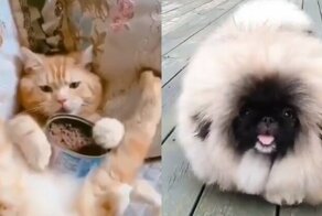 15 смешных животных, способных поднять настроение