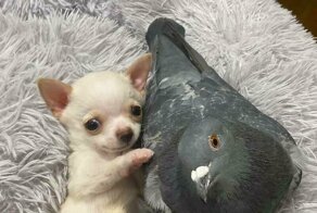 Голубь, который не умеет летать, подружился с щенком