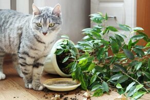Подборка котов проказников, нашкодившие коты