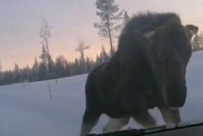 Напуганный лось попытался атаковать автомобиль