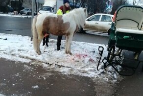 Необычное ДТП из Подмосковья: пони врезался в автомобиль