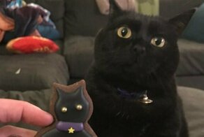 15 чёрных-пречёрных котофеев, хозяевам которых обязательно повезёт