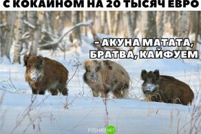 Смешные картинки из соц сетей