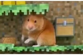 Приключения потешного хомяка в большом картонном лабиринте