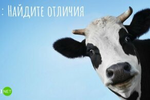 Тест: Найдите отличия