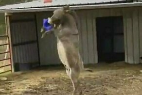 Ослик обожает играть с мячом