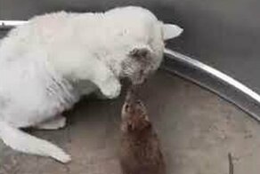 Смелая крыса забралась на кошку