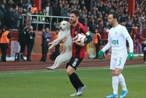 Пёс отобрал у турецких футболистов мяч во время матча