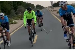 Пернатый путешественник составил компанию велосипедистам