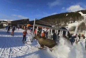 Лось чуть не сбил лыжников во время своего экстремального спуска с горы