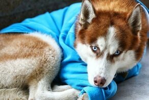 Хаски в свитере: пёс ждет хозяйку с работы по 8 часов