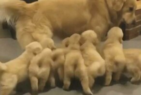 Пёс оказался не готов к встрече со своими многочисленными родственниками