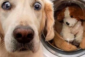 30 мохнатых чудиков, которые обязательно вас рассмешат