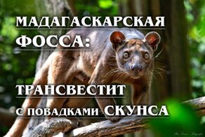 Мадагаскарская фосса: Загадочная антикошка с особенностями, которая не любит лемуров