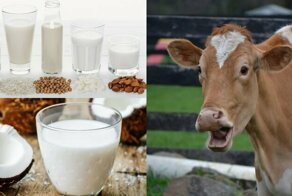 Растительное «молоко» - разрекламированная пустышка или полезный продукт