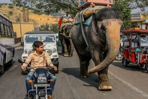 Фотографии дорожного движения в Индии, после просмотра которых вы, скорее всего, измените свой взгляд