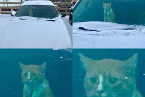 Коты, которые не любят снег