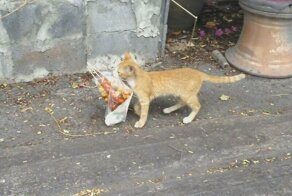 Кошачий курьер: кот несет пакет с шашлыком