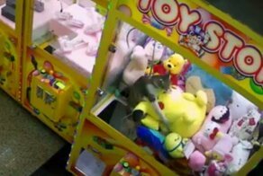 Кошка пыталась украсть игрушку Пикачу из автомата