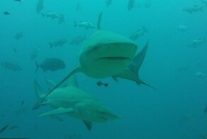 На свободу с акулой!