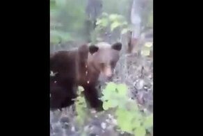 На Камчатке мужчина встретил медведя и пнул его в зад