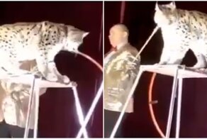 Во время выступления цирковая рысь набросилась на дрессировщика