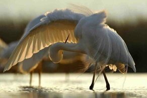 Фотопозитивчики разные