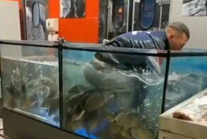В Гомеле в супермаркете парень нырнул в аквариум с живой рыбой