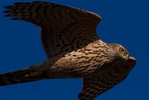 7 самых опасных птиц на свете