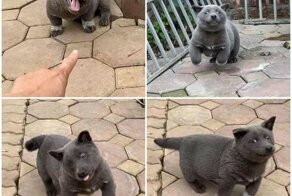 Смешной пес, похожий на кошку и лису одновременно