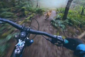 Захватывающая лесная погоня маунтинбайкера за шустрым псом