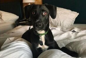 У постояльца должна быть собака!