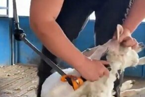 Проворный овечий парикмахер