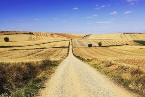 Украинцы отказались эвакуироваться на родину с Diamond Princess