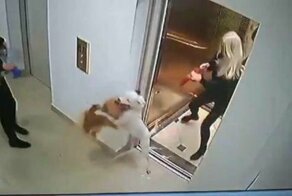 В Одессе питбуль без намордника набросился на шпица