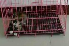 Котенок, который не ищет легких путей