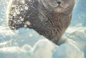 Фотопозитивчики разные. Часть вторая