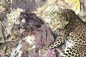 Леопард и собака упали в колодец и провели в обществе друг друга более 7 часов