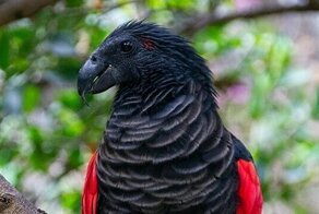 Попугай Дракула: самая готичная птица планеты
