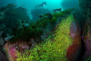Снимки-победители конкурса подводной фотографии Underwater Photographer of the Year