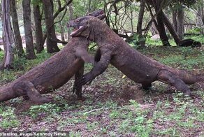 4 комодских варана провели ритуальный бой за самку