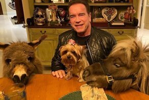 Арнольд Шварценеггер пообедал с ламой и пони