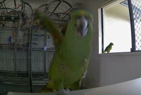 Недовольный попугай избавился от видеослежки