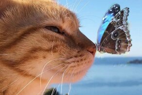 Итальянка показывает насыщенную жизнь своего шикарного рыжего котяры