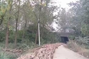 Китай направит 100-тысячную «утиную армию» в Пакистан