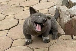 В сети набирает обороты обсуждение странного существа: кто это, кот или собака?