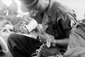 Как кошки принимали участие в войне