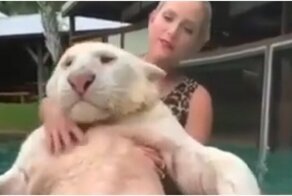 Женщина моет своего большого котика